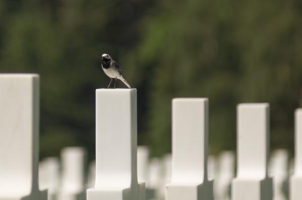 American Memorial and Cemetery WW II