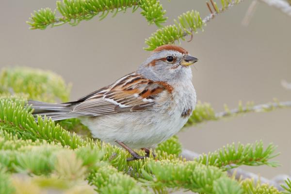 Sparrow on Board