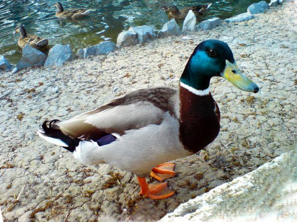 anade real- pato cabeza azul