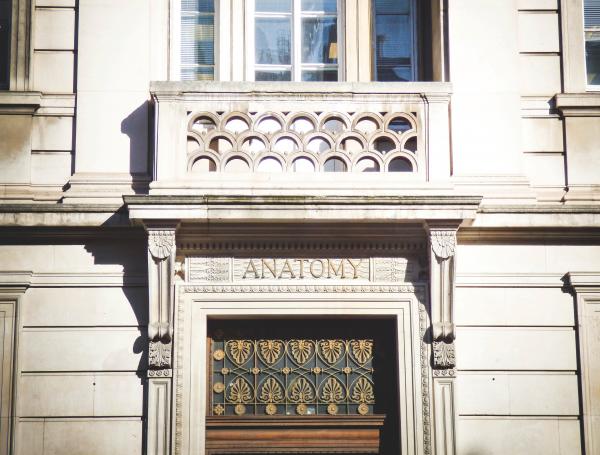 Anatomy Building