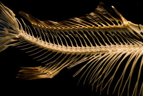 ancient fish bones