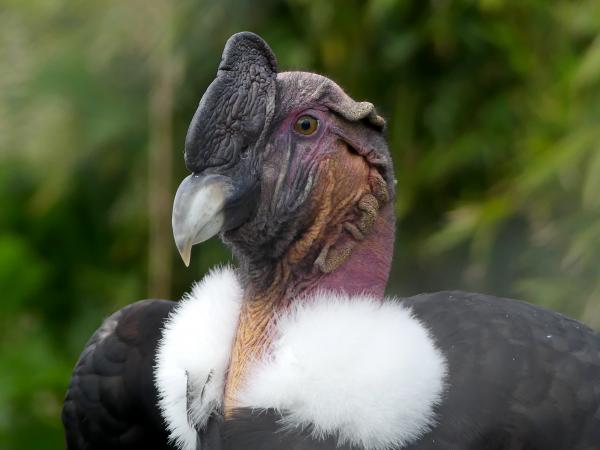 Andes Condor in beauleval frankrijk