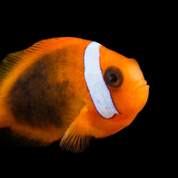 Clownfish Fish