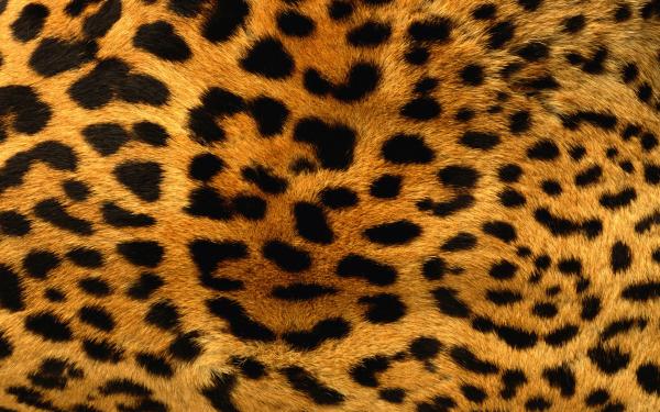 Animal fur