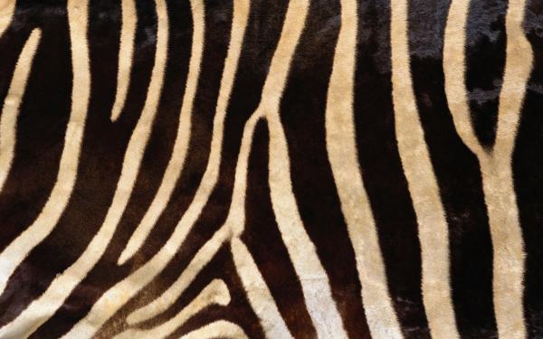 Animal fur texture