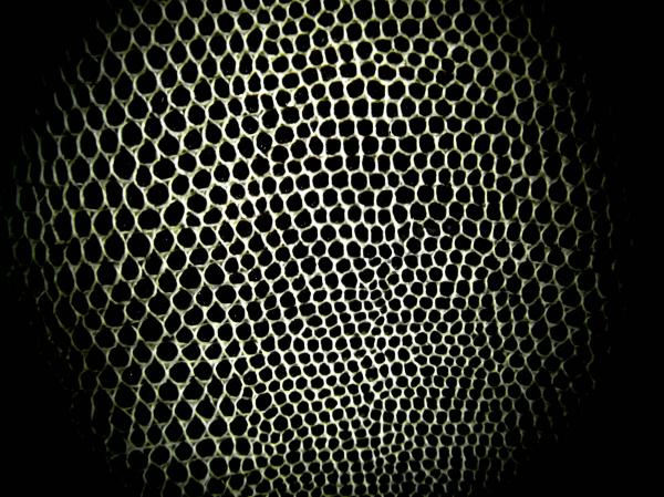 Animal Skin B&amp;W Background