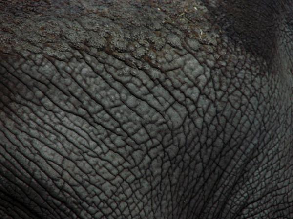 Animal Skin Texture