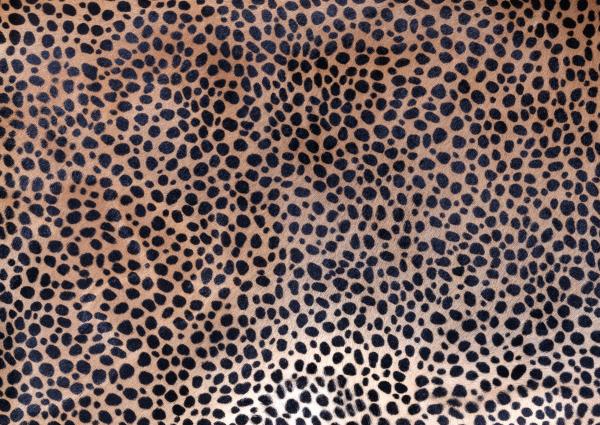 Animal Skin Texture
