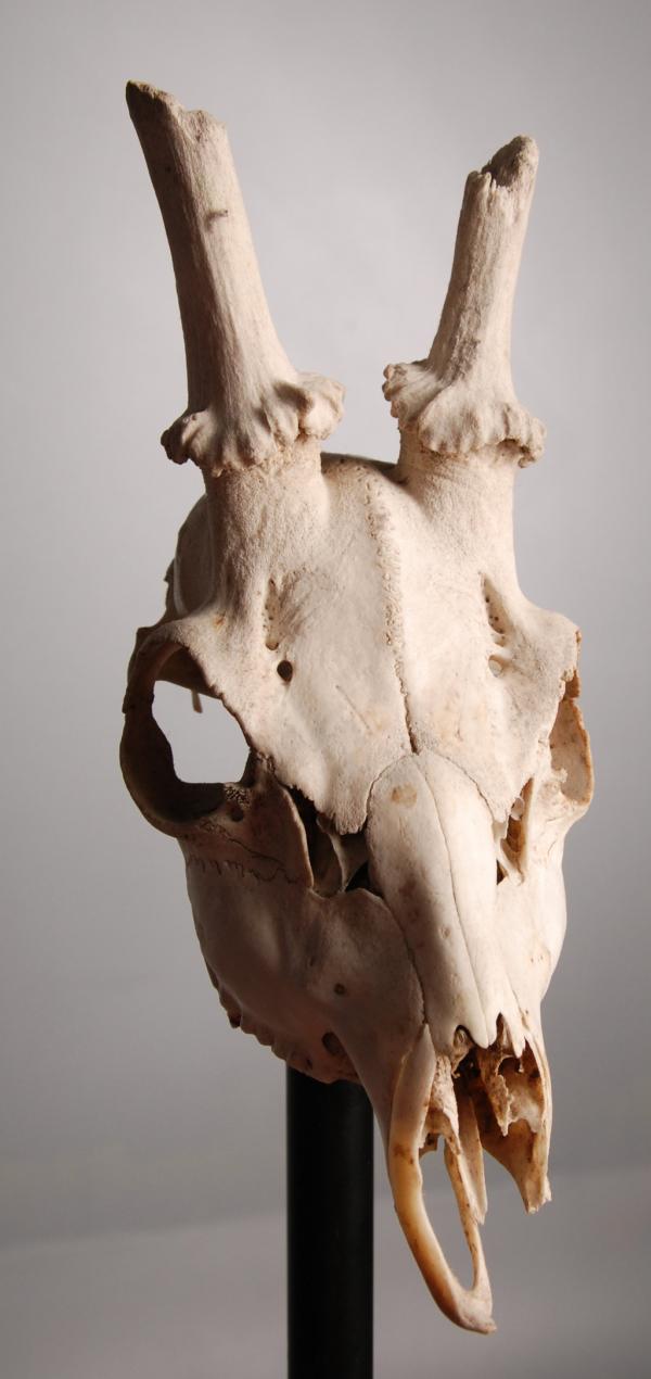 Animal skull
