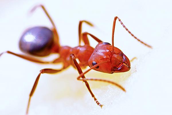 Red Garden Ant