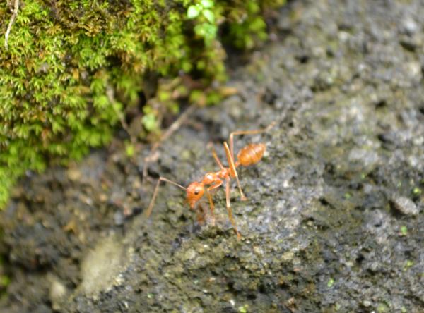 Ant walking on rock