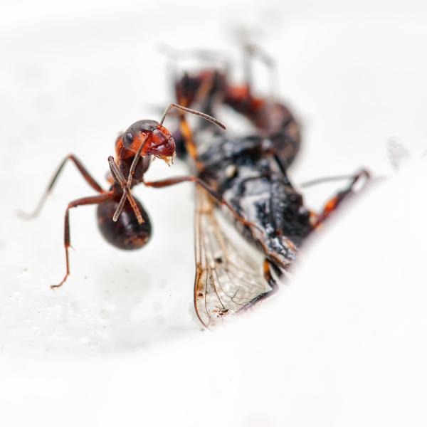 Ant