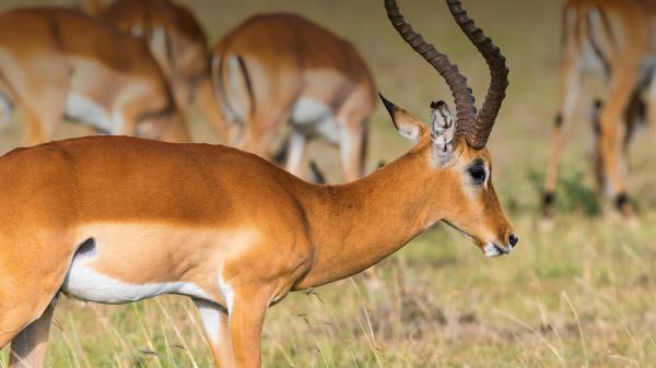 Antelope