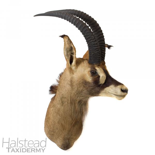 Antelope trophy head