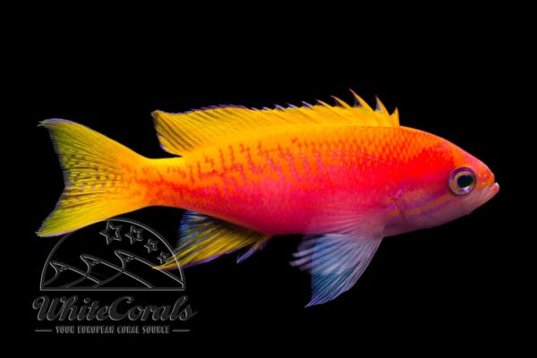 Anthias
