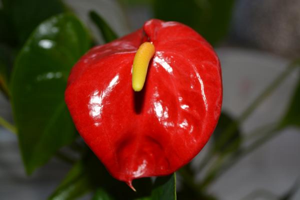Anthurium - Flamingo flower
