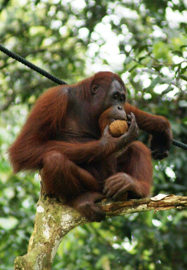 Orangutan monkey