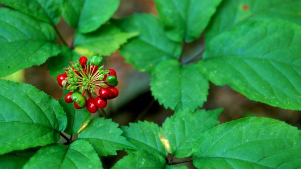 Appalachian Ginseng