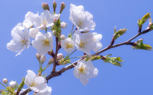 Apple Blossom