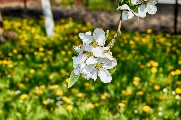 Apple blossom in the garden