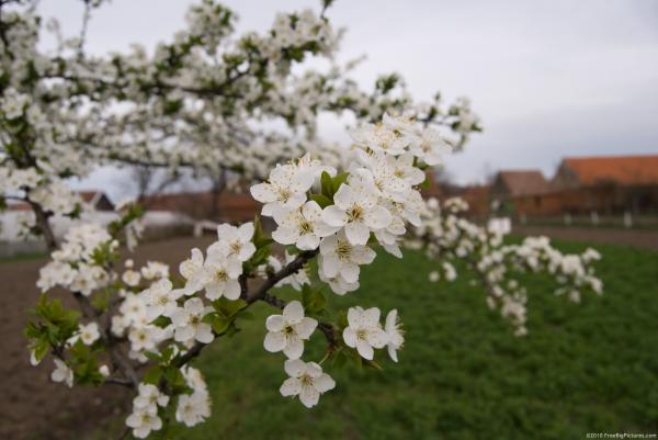 apple flowers