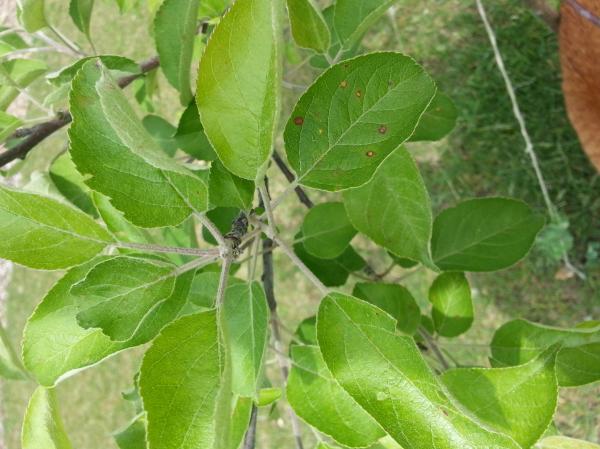 Apple leaf