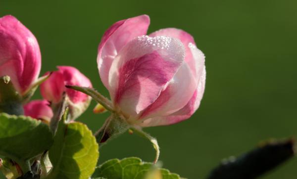 Apple Tree Blossom