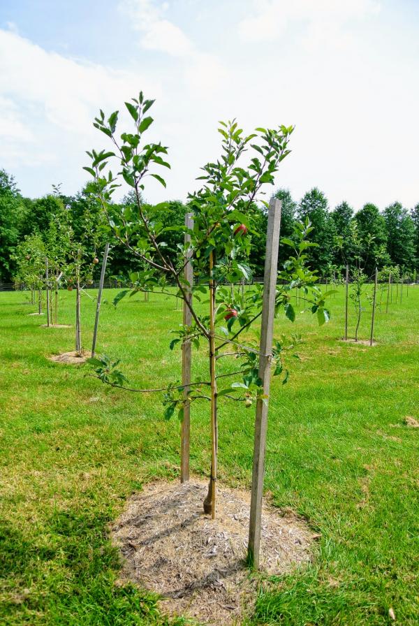 Trees