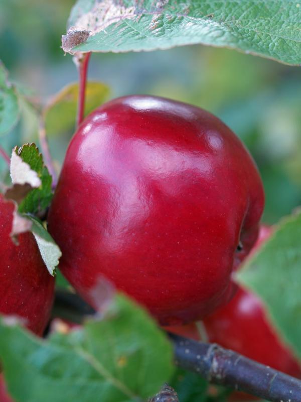 Apples