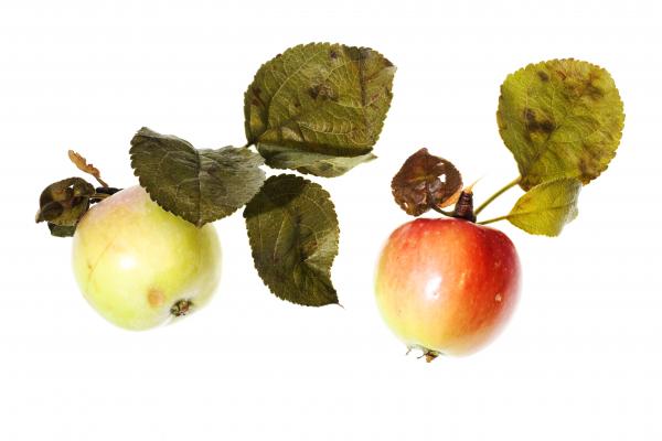 apples