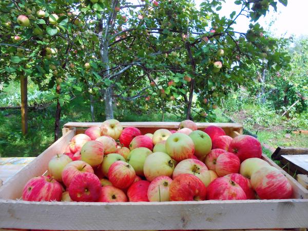 apples