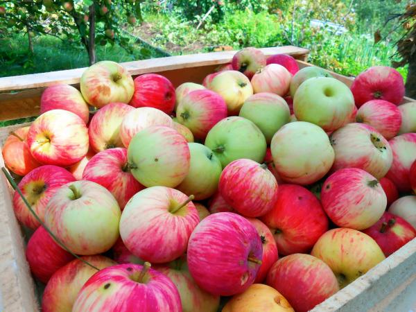 apples