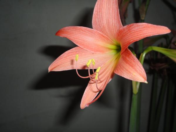 April Flower