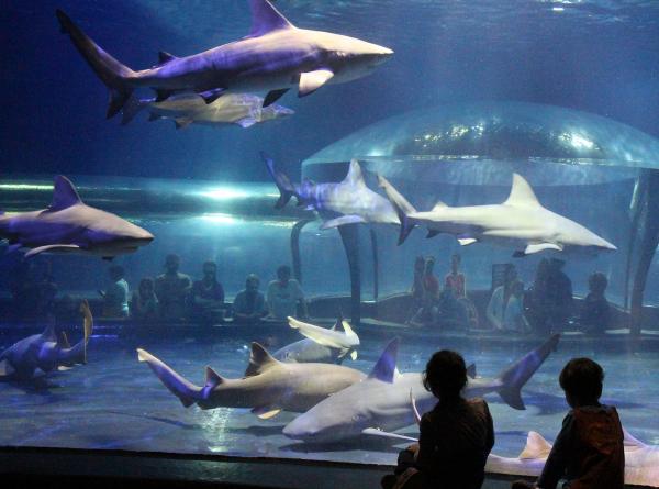 Shark Aquarium