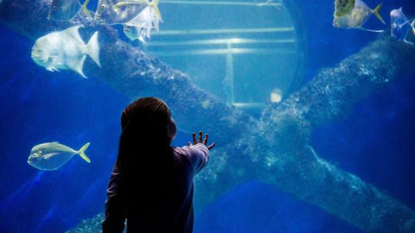 aquarium