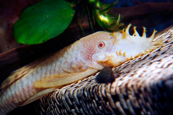 Aquarium fish