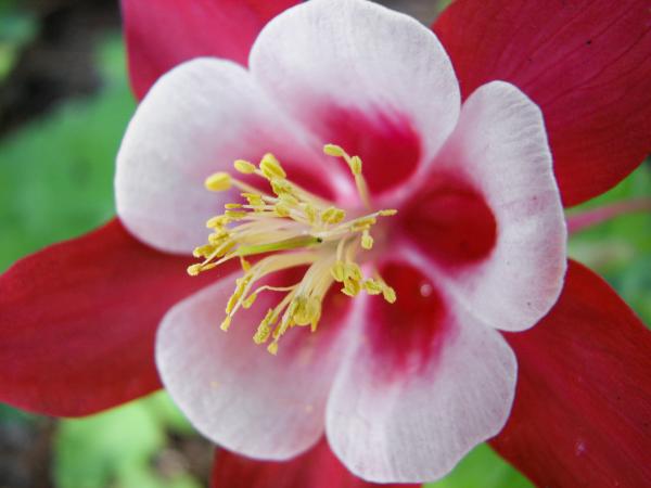Aquilegia Flower