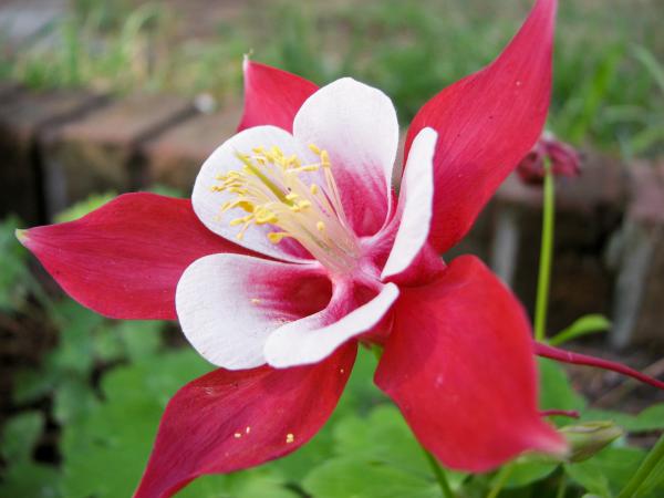 Aquilegia Flower
