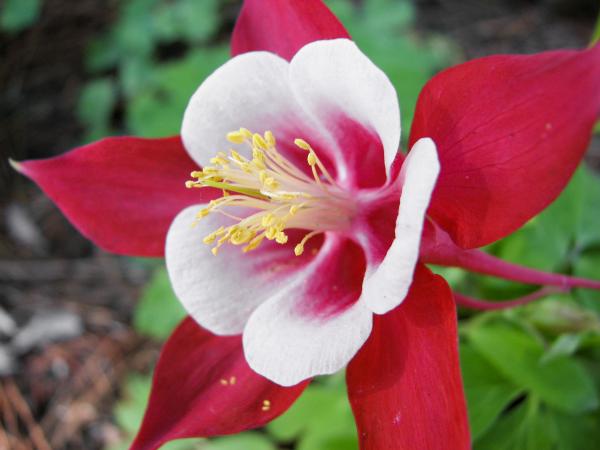 Aquilegia Flower