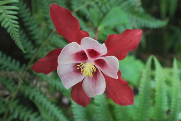 Aquilegia