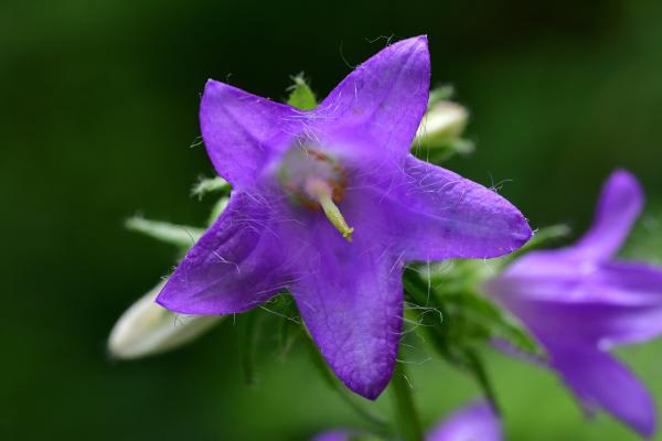Araignées, insectes et fleurs de la forêt de Moulière (Au carré : Le Défens - Le Pas Peloton - Le Chêne l'Abbé - Le Grand Soubis)