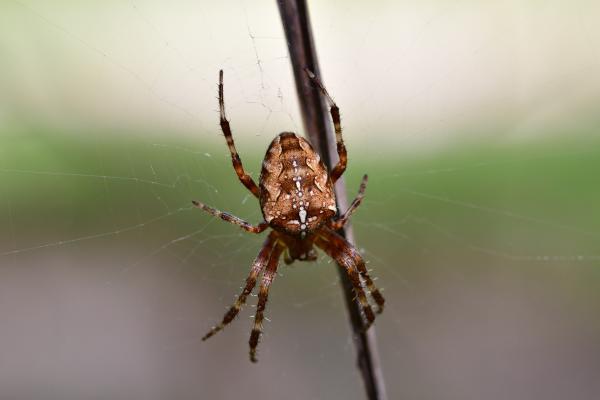 Araignées, insectes et fleurs de la forêt de Moulière (Autour du Gâchet de Villiers)
