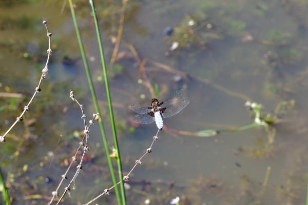Araignées, insectes et fleurs de la forêt de Moulière (Le Gâchet de Villiers)