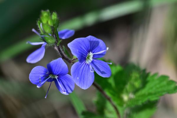 Araignées, insectes et fleurs de la forêt de Moulière (Le Plan des Aises- La Fosse de l'Écorné...)