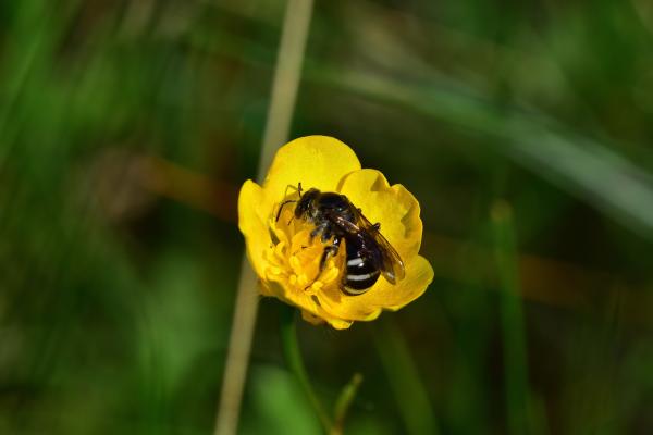 Araignées, insectes et fleurs de la forêt de Moulière (Les Chirons Noirs - St Rom)