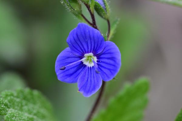 Araignées, insectes et fleurs de la forêt de Moulière (Les Closures, La Fontaine Salée, La Grosse Boussée)