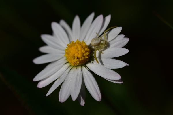 Araignées, insectes et fleurs de la forêt de Moulière (Les Closures - La Grosse Boussée - La Fontaine Salée)