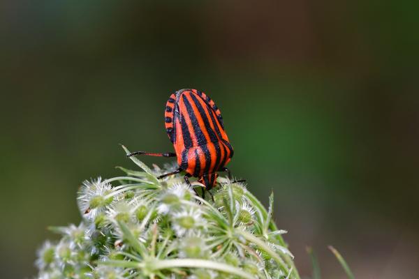 Araignées, insectes et fleurs de la forêt de Moulière (Les Closures - Le Marchais aux Canes)