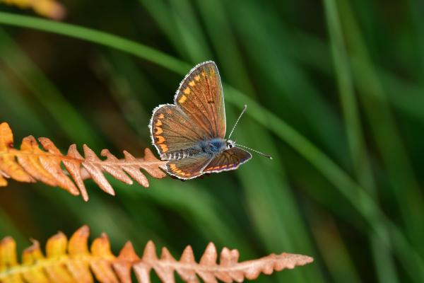 Araignées, insectes et fleurs de la forêt de Moulière (Saint-Rom - Croix Généraux - Le Coudreau)