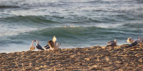 Arriving late for the seagull conference